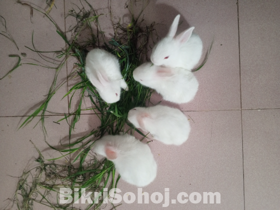 Rabbit